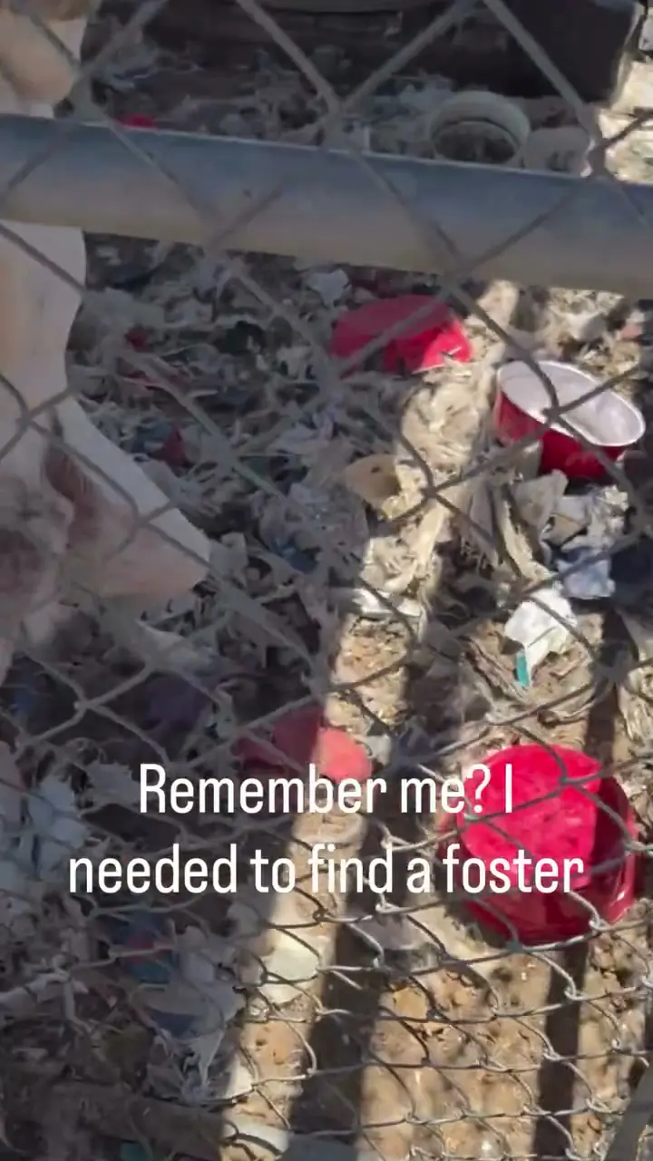 A dog looking through a chain-link fence at the site of a demolished homeless encampment in Perris, CA