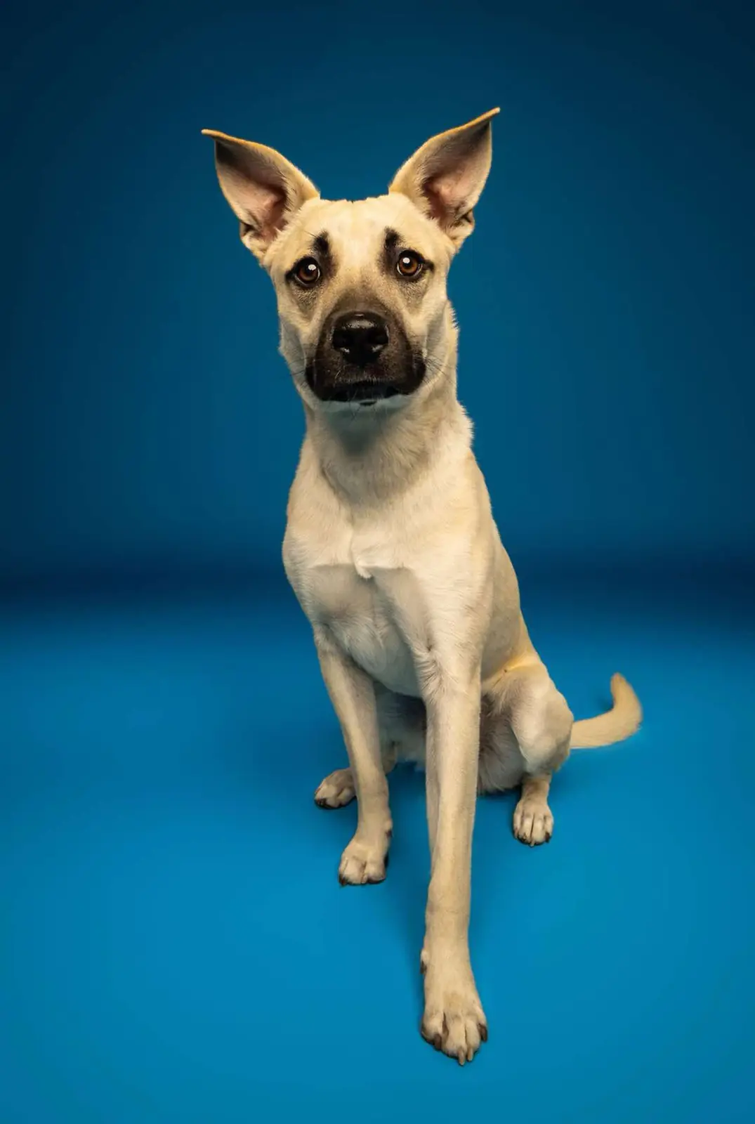 Ender, the rescue dog Ender's Wish Foundation is named after, sitting and looking at the camera