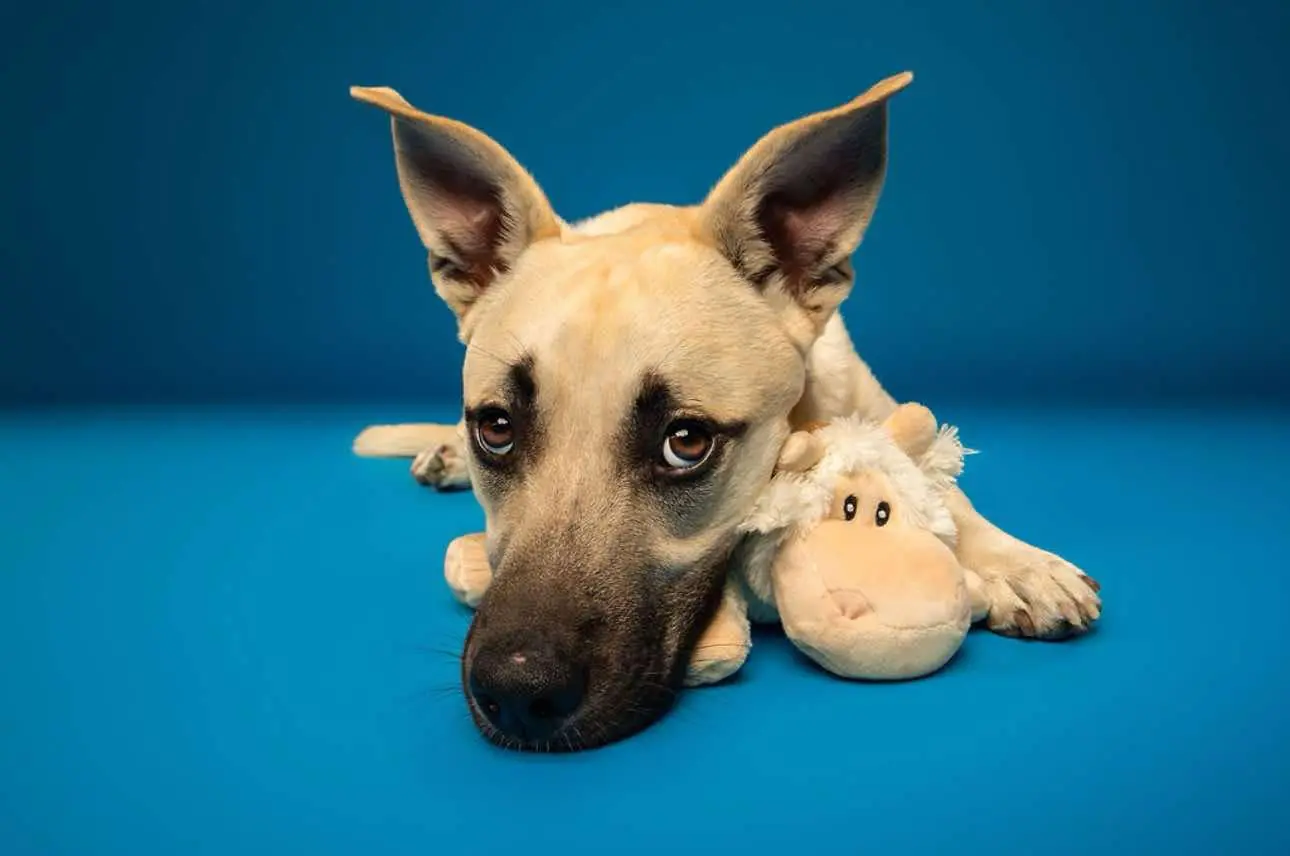 Ender resting with one of his favorite stuffed toys