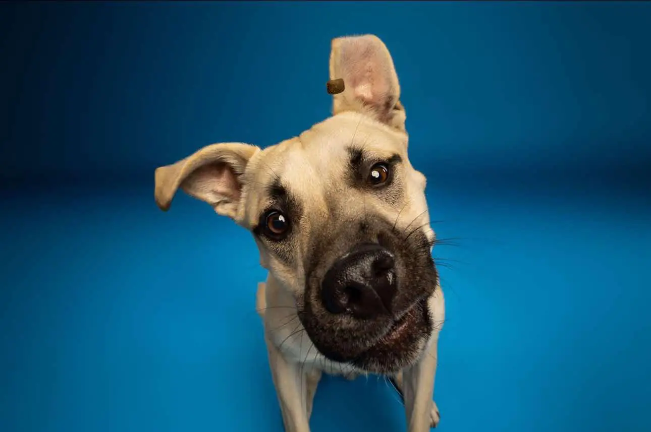 Ender, the rescue dog Ender's Wish Foundation is named after, balancing a treat on his ear