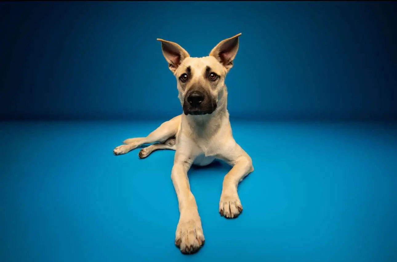 Ender, the rescue dog Ender's Wish Foundation is named after, lying down and looking at the camera