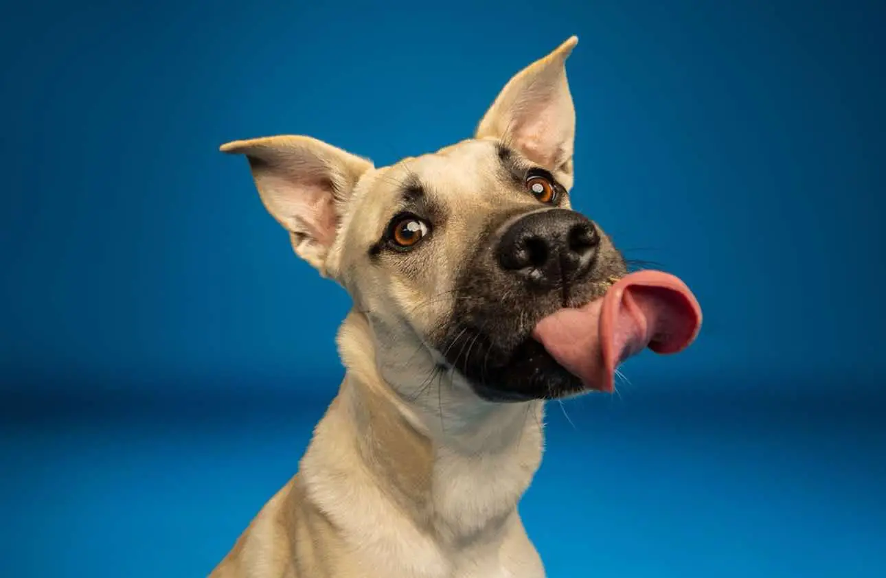 Ender, the rescue dog Ender's Wish Foundation is named after, licking his nose