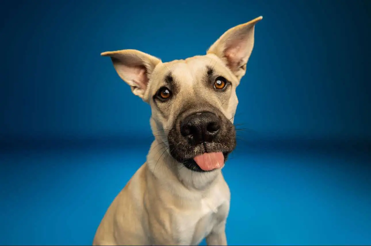 Ender, the rescue dog Ender's Wish Foundation is named after, sitting with his tongue out