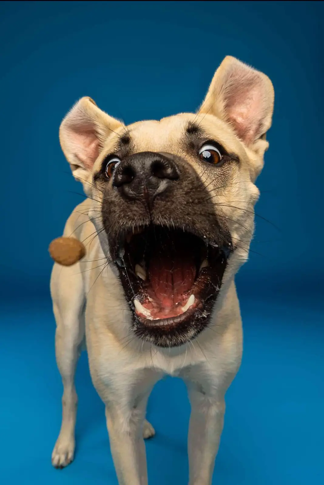 Ender, the rescue dog Ender's Wish Foundation is named after, catching a treat