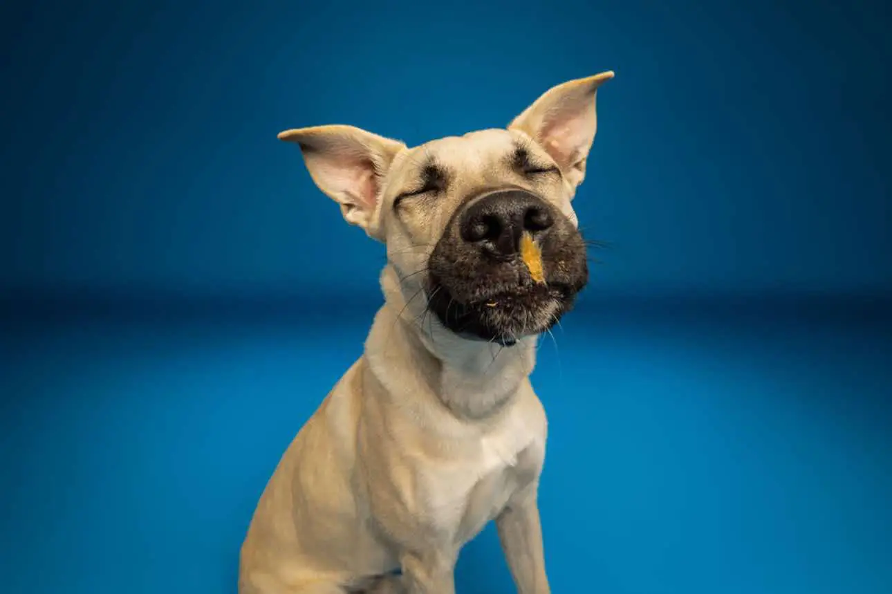 Ender, the rescue dog Ender's Wish Foundation is named after, nose-deep going for a treat