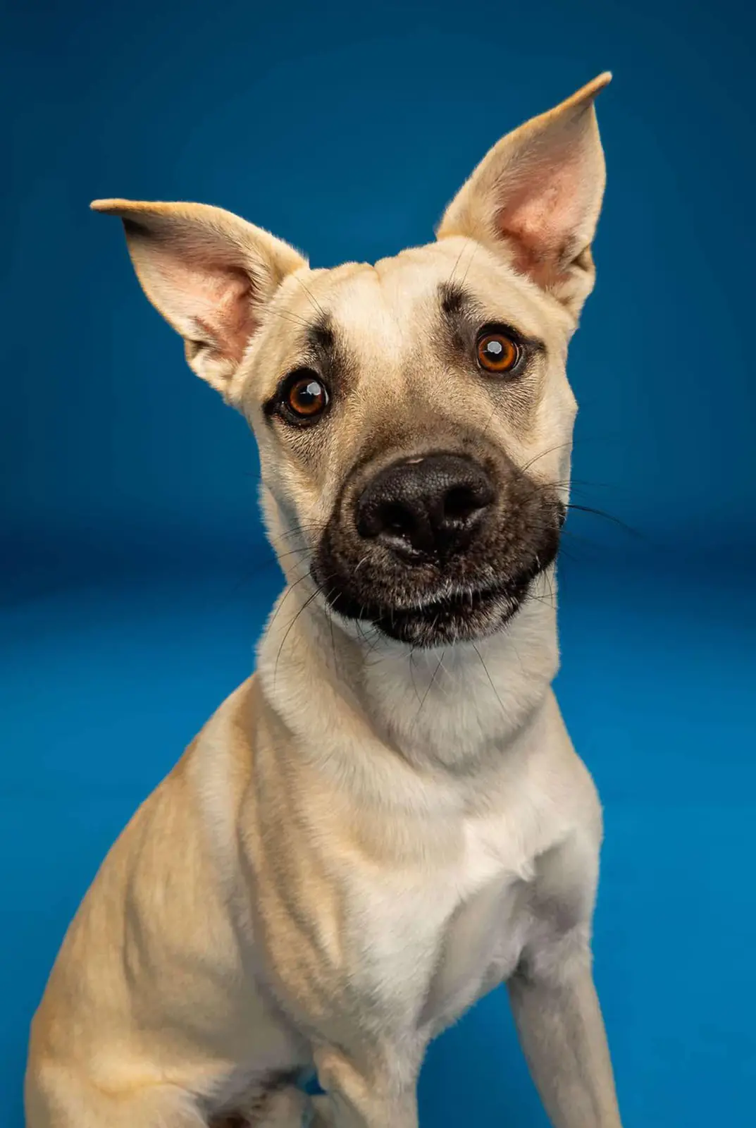 Ender, the rescue dog Ender's Wish Foundation is named after, tossing a treat