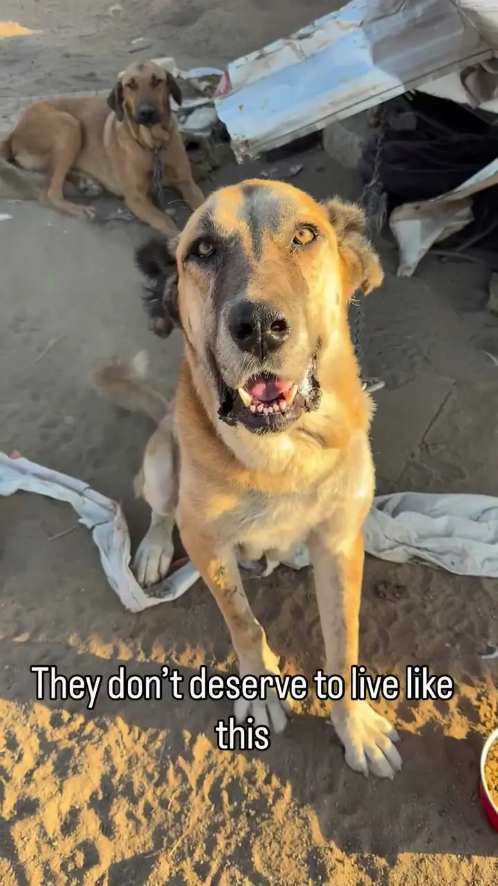 Two dogs living in difficult conditions being fed and cared for