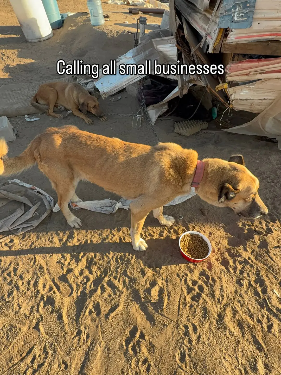 A rescued dog next to a full food bowl, with text reading "Calling all small businesses"