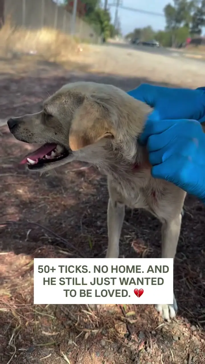 A volunteer wearing gloves checking a stray dog for ticks on a roadside in Perris, CA